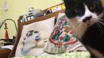 吃瓜娱乐酱抱枕猫,吃瓜娱乐酱带你领略萌宠魅力